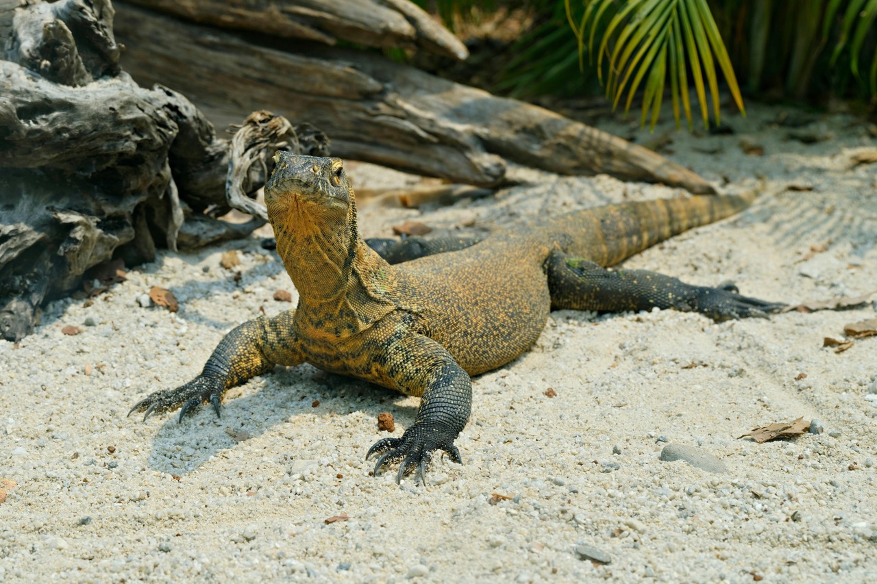 Komodo National Park